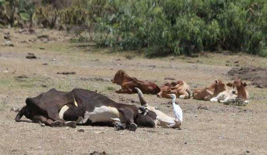 Anthrax Outbreak in Zamfara