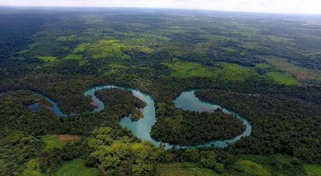 A dense forest in Edo State, similar to the one where the Olayere brothers were held captive.